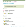 Fiche descriptive de Lavandin Dutch
