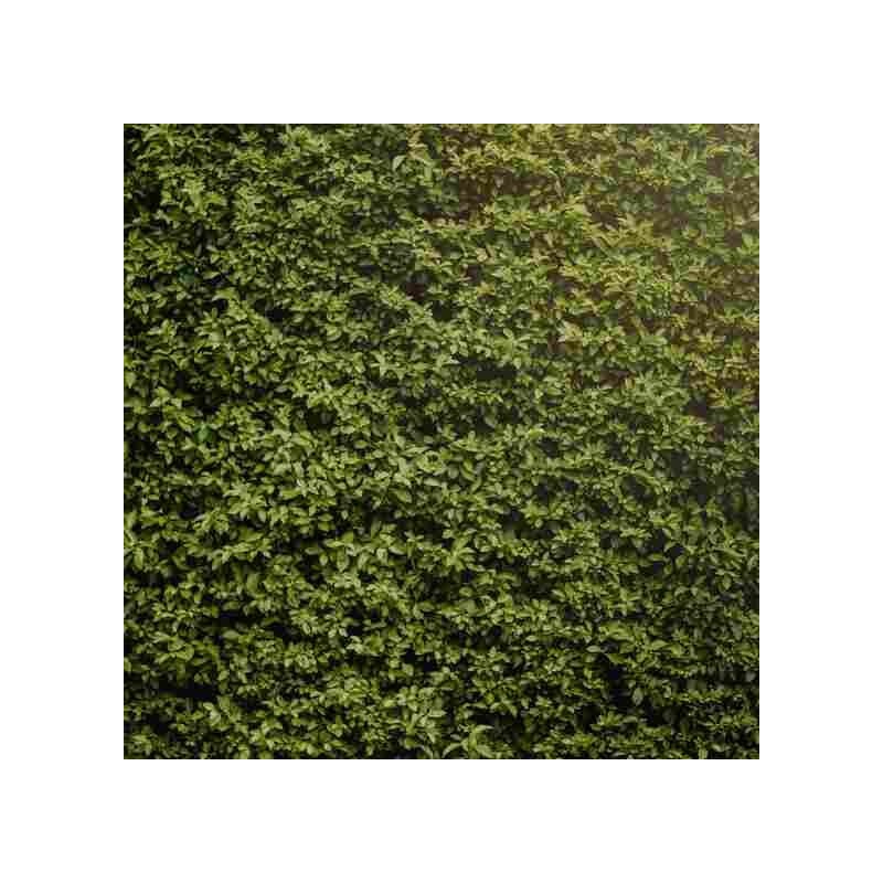 Brise vente / Brise vue - Kit Haie 40m