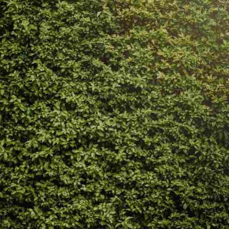 Brise vente / Brise vue - Kit Haie 40m