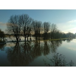 Zone humide - Kit Haie 40m