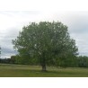 Bois de chauffage - Kit Haie 100m