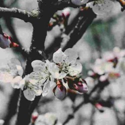 Biodiversité et Fleurie toute l'année - Kit Haie 40m