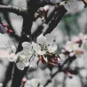 Biodiversité et Fleurie toute l'année - Kit Haie 40m