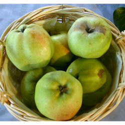 Photo d'un Calville blanche d'hiver Chair fine sucrée