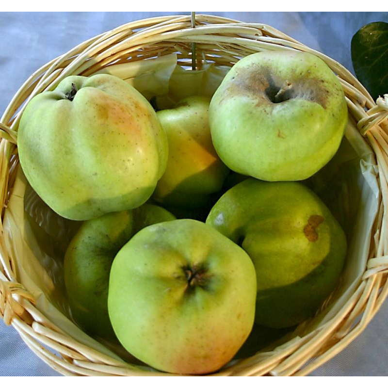 Photo d'un Calville blanche d'hiver Chair fine sucrée