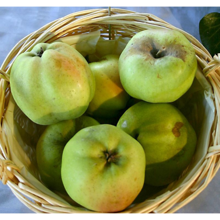 Photo d'un Calville blanche d'hiver Chair fine sucrée