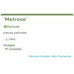Fiche descriptive de Melrose