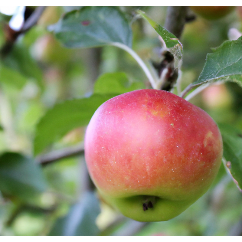 Photo d'un Boscoop Rouge Chair épaisse juteuse