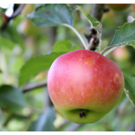 Photo d'un Boscoop Rouge Chair épaisse juteuse