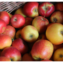 Photo d'un Reinette d'Anjou Chair fine acidulée