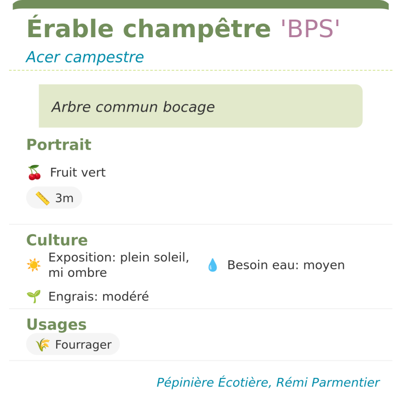Fiche descriptive de Érable champêtre BPS