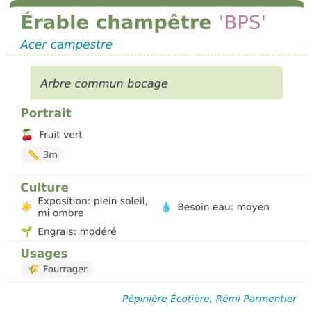 Fiche descriptive de Érable champêtre BPS