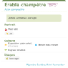 Fiche descriptive de Érable champêtre BPS