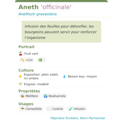Fiche descriptive de Aneth officinale