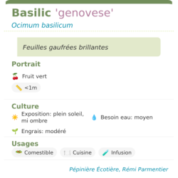 Fiche descriptive de Basilic genovese