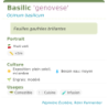Fiche descriptive de Basilic genovese