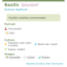 Fiche descriptive de Basilic pourpre