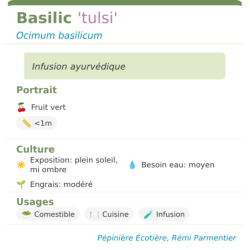 Fiche descriptive de Basilic tulsi