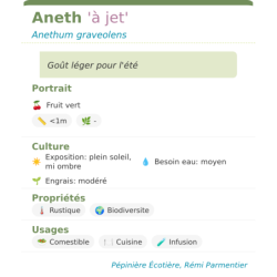Fiche descriptive de Aneth à jet