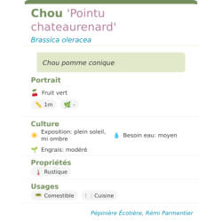 Fiche descriptive de Chou Pointu chateaurenard