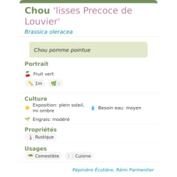 Fiche descriptive de Chou lisses Precoce de Louvier