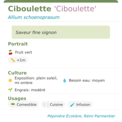 Fiche descriptive de Ciboulette Ciboulette
