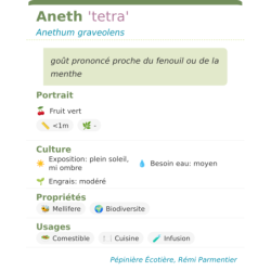 Fiche descriptive de Aneth tetra
