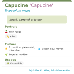 Fiche descriptive de Capucine Capucine