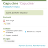 Fiche descriptive de Capucine Capucine