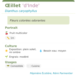 Fiche descriptive de Œillet dInde
