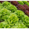 Photo de laitue fraiche