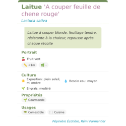 Fiche descriptive de Laitue A couper feuille de chene rouge