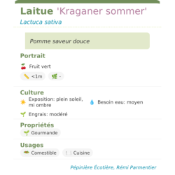 Fiche descriptive de Laitue Kraganer sommer