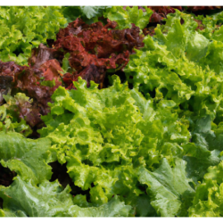 Photo de laitue fraiche