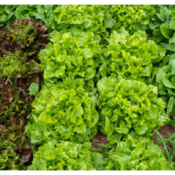 Photo de laitue fraiche