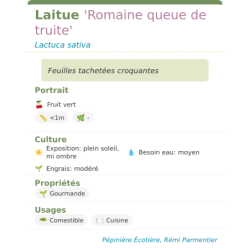 Fiche descriptive de Laitue Romaine queue de truite
