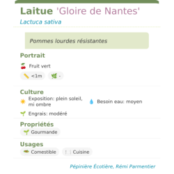 Fiche descriptive de Laitue Gloire de Nantes