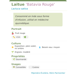 Fiche descriptive de Laitue Batavia Rouge