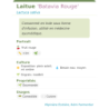 Fiche descriptive de Laitue Batavia Rouge