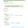Fiche descriptive de Persil frisé