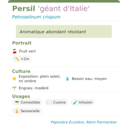 Fiche descriptive de Persil géant dItalie
