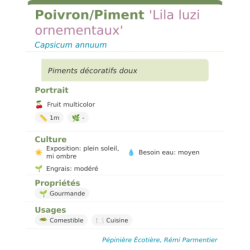 Fiche descriptive de PoivronPiment Lila luzi ornementaux