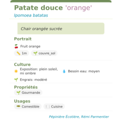 Fiche descriptive de Patate douce orange
