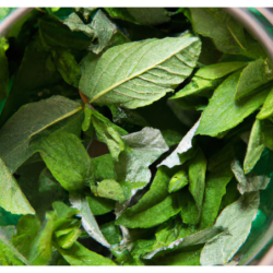 Photo d'un Bergamote Arbuste rustique de 4 à 5m