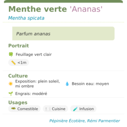  feuillage rouge à l'automne.