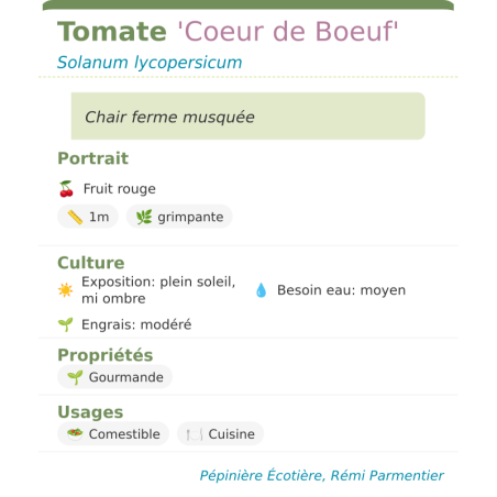 Fiche descriptive de Tomate Coeur de Boeuf
