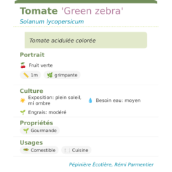 Fiche descriptive de Tomate Green zebra