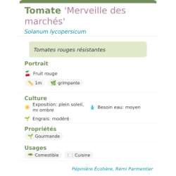 Fiche descriptive de Tomate Merveille des marchés