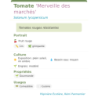Fiche descriptive de Tomate Merveille des marchés