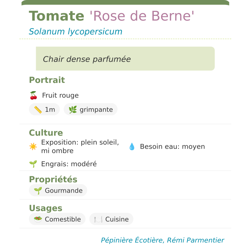 Fiche descriptive de Tomate Rose de Berne